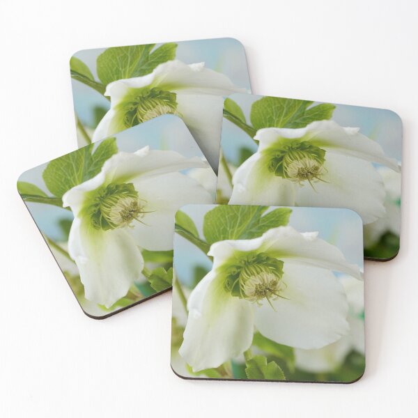 Item preview, Helleborus x hybridus  'Pretty Ellen White'  Hellebore  designed and sold by Chris Burrows.