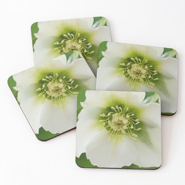 Item preview, Helleborus x hybridus  'Pretty Ellen White'  Hellebore  designed and sold by Chris Burrows.