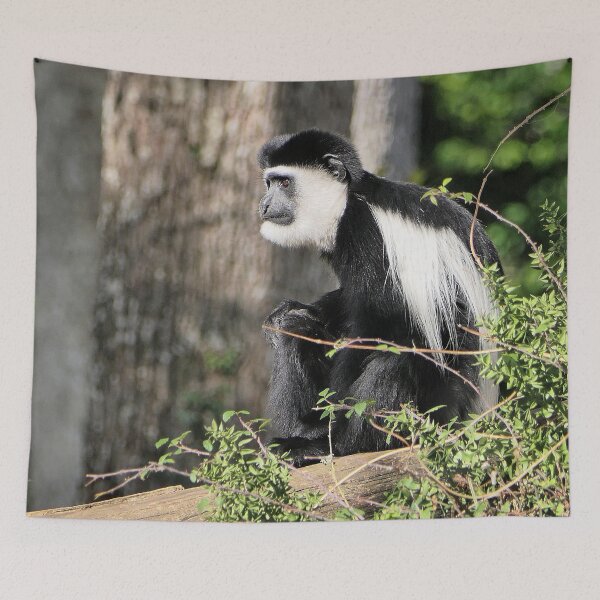 Item preview, vr 3464 - 2/ finition 2023  singes : les Colobe -  Okaio Créations Olavia-Olao designed and sold by o.okaïo.