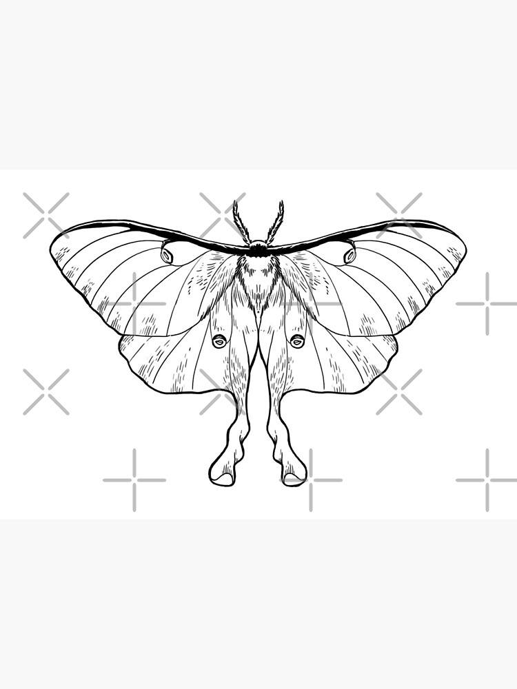 Luna Moth Art Board Print By Aimeecozza Redbubble