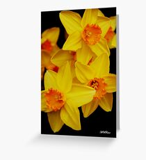 Daffodils Greeting Card
