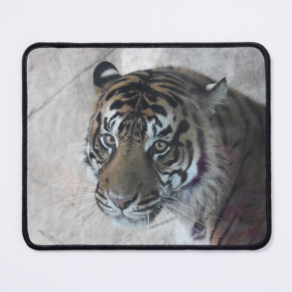 Item preview, Sumatran Tiger  designed and sold by Sharon the Zoo Lady Photography .