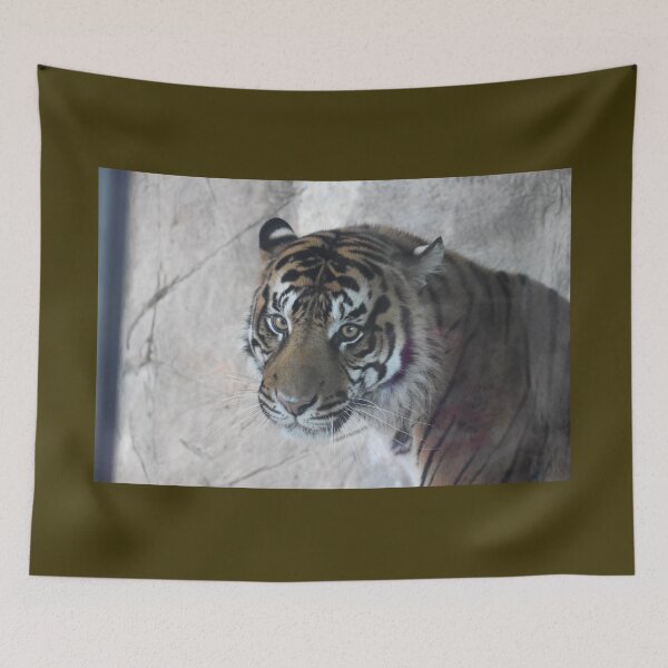 Item preview, Sumatran Tiger  designed and sold by Sharon the Zoo Lady Photography .