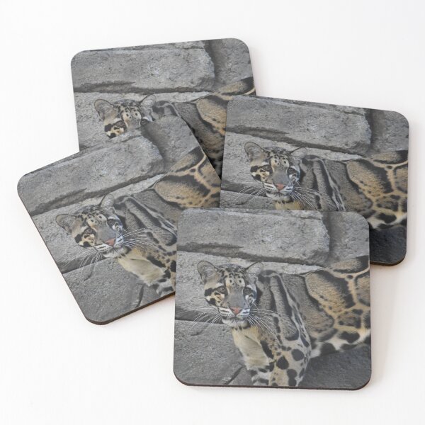 Item preview, Clouded Leopard  designed and sold by Sharon the Zoo Lady Photography .