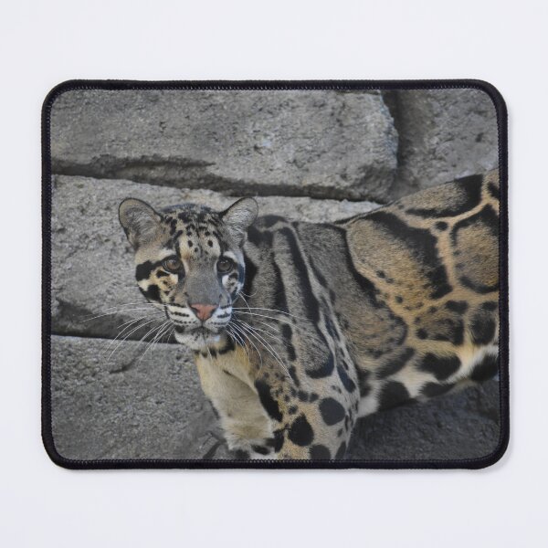 Item preview, Clouded Leopard  designed and sold by Sharon the Zoo Lady Photography .