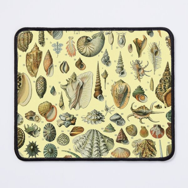 Item preview, Vintage Mollusk Shell Seashell Art designed and sold by antiqueart.