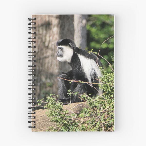 Item preview, vr 3464 - 2/ finition 2023  singes : les Colobe -  Okaio Créations Olavia-Olao designed and sold by o.okaïo.