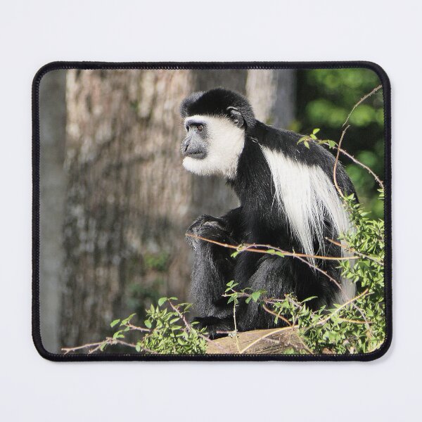 Item preview, vr 3464 - 2/ finition 2023  singes : les Colobe -  Okaio Créations Olavia-Olao designed and sold by o.okaïo.