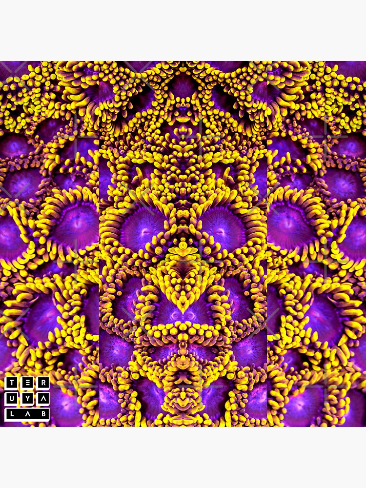 Thumbnail 3 of 3, Sticker, Zoanthid Coral Yellow Purple Reef Aquarium designed and sold by teruyalab.