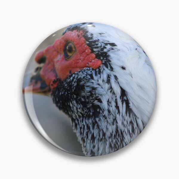 Artikelvorschau, Duck up Close entworfen und verkauft von Evelynsphoto.