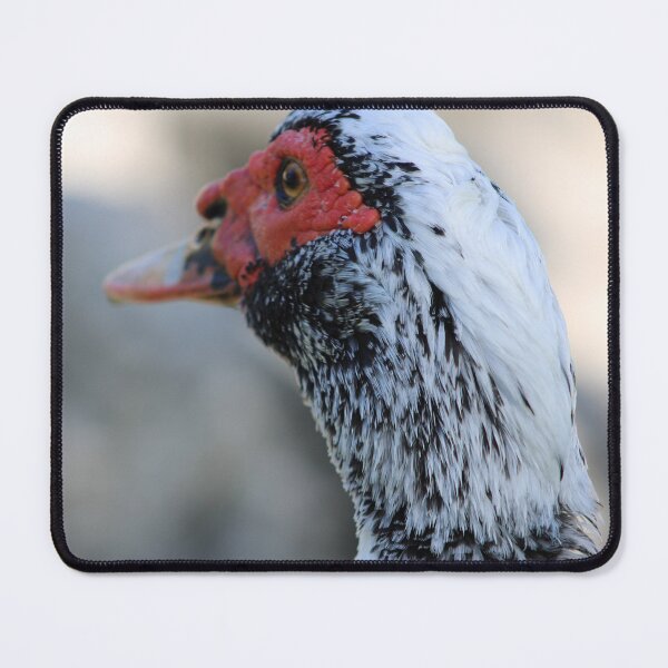 Item preview, Duck up Close  designed and sold by Evelynsphoto.