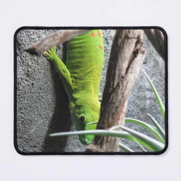 Item preview, Madagascar giant day gecko up close designed and sold by greentiger1.