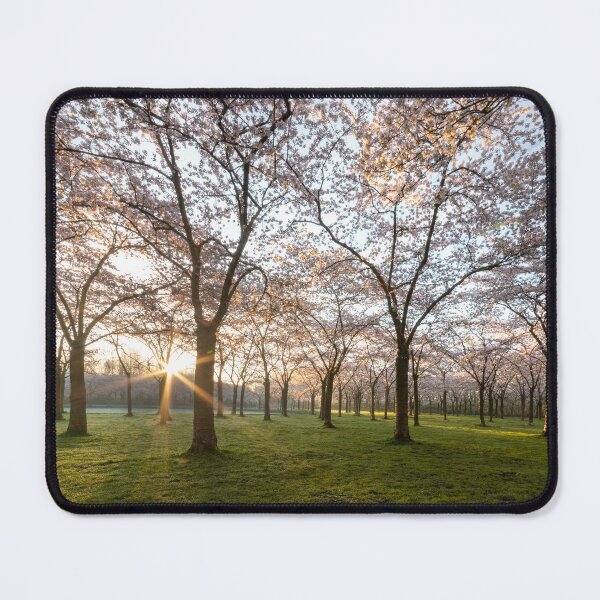 Item preview, Blossoming Dawn - Sunrise Over Cherry Blossom Splendor designed and sold by InbalTurShalom.