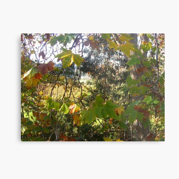 Autumn at Studley Park vineyard, Melbourne Metal Print