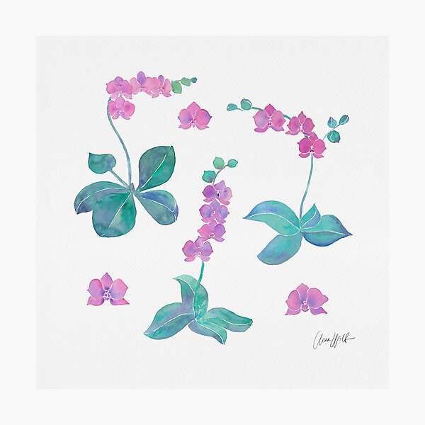 Orchids Photographic Print