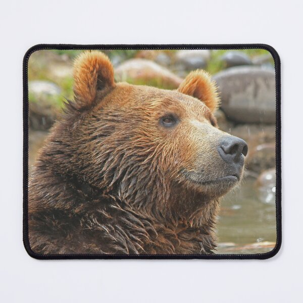 Item preview,  Grizzly Bear canvas,Grizzly Bear,animal, animals,Grizzly Bear wall art,Grizzly Bear artwork,Grizzly Bears,wild,Grizzly Bear art,Grizzly Bear painting designed and sold by eyesight4vision.