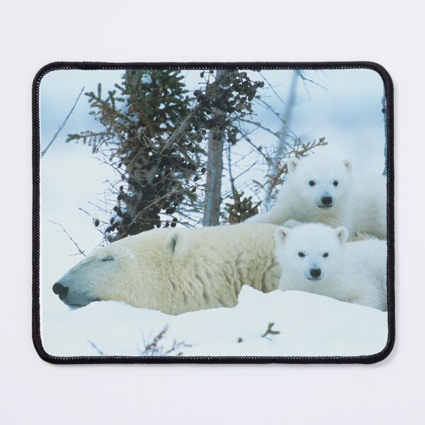 Item preview,   Polar Bear canvas, Polar Bear , animal, animals, Polar Bear wall art, Polar Bear artwork, wild, Polar Bear art,Polar Bear painting designed and sold by eyesight4vision.