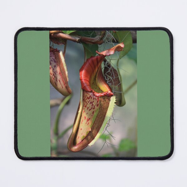 Item preview, Insect Eating Plant designed and sold by CarolM.