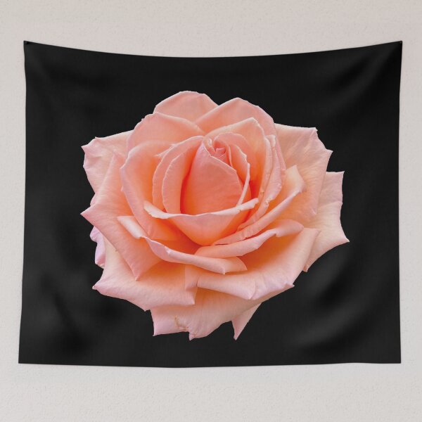 Item preview, Coral Rose with Black Background designed and sold by Pixel and Paintbrush.