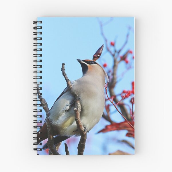 Item preview, Cedar Waxwing designed and sold by Dorothy Thomson.