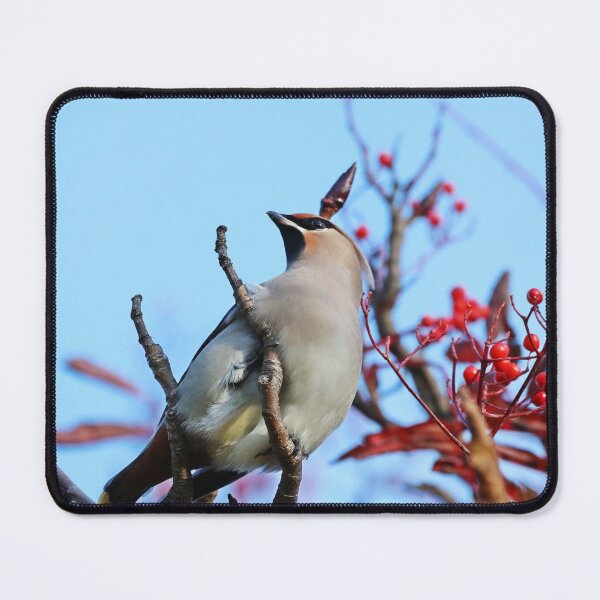 Item preview, Cedar Waxwing designed and sold by Dorothy Thomson.