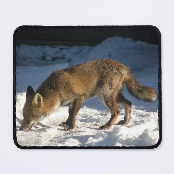 Item preview, Red Fox in the Winter Snow Photograph designed and sold by naturegallery.