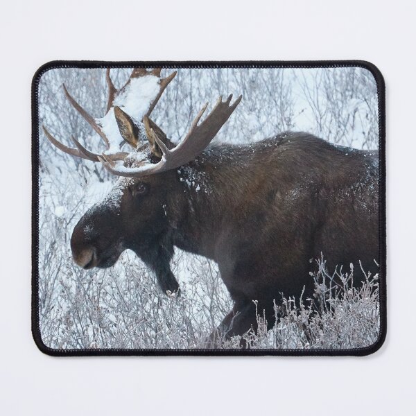 Item preview,  Moose canvas, Moose, animal, animals, Moose wall art, Moose artwork, wild, Moose art, Moose painting designed and sold by eyesight4vision.