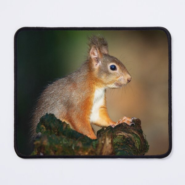 Item preview, Red Squirrel portrait designed and sold by Steve Miller.