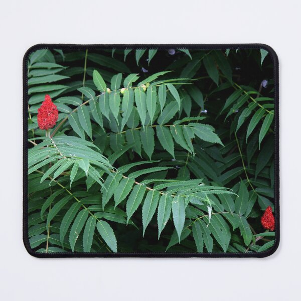 Item preview, Wild Staghorn Sumac designed and sold by photoclique.