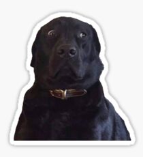BLACK LABRADOR STARE DOGGO MEME Sticker