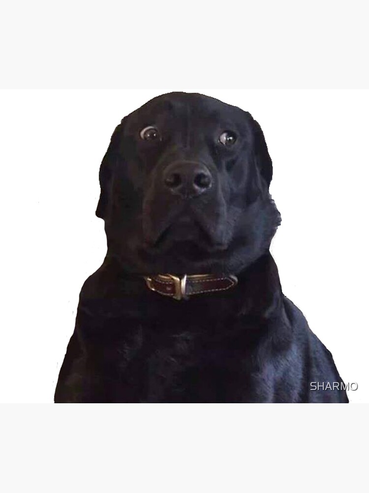 Black Dog Meme ubicaciondepersonas.cdmx.gob.mx