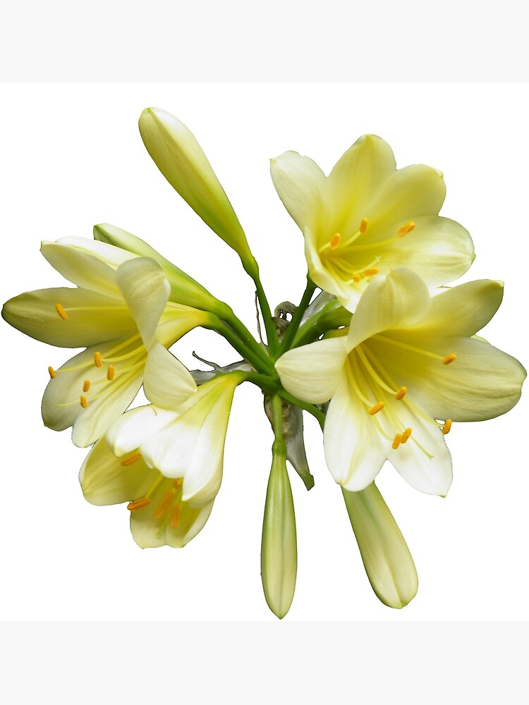 "White Clivia " Poster by VanyGo Redbubble