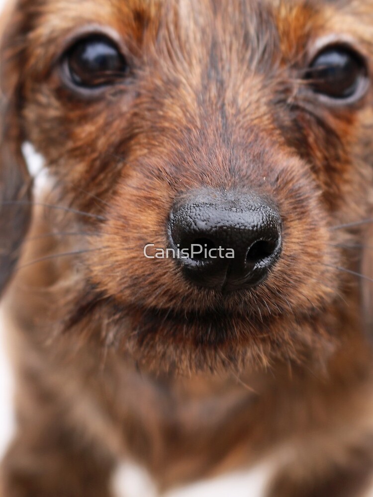HOT Wire Haired Dachshund Red Wiener Dog Baby Wire Haired