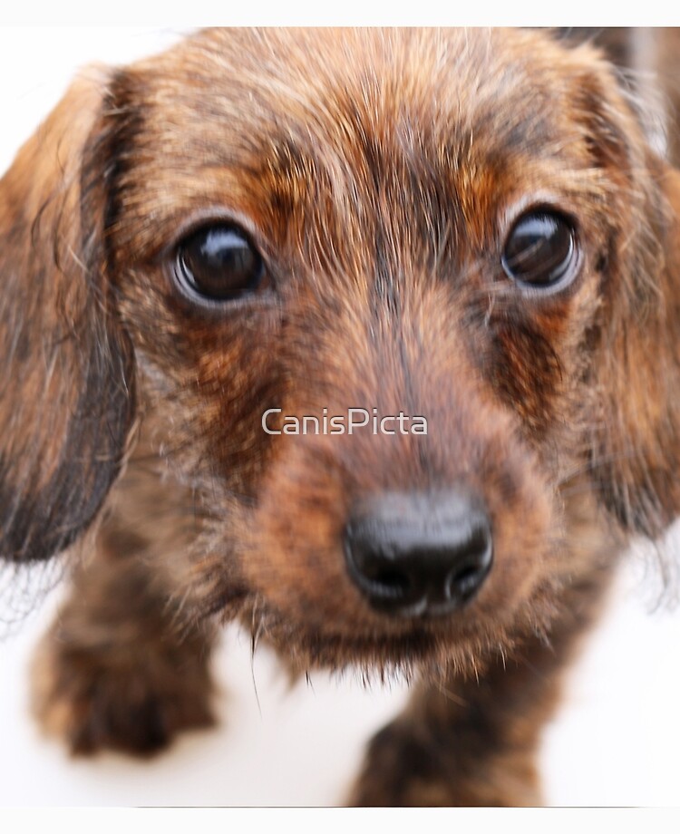 Baby wire haired clearance dachshund