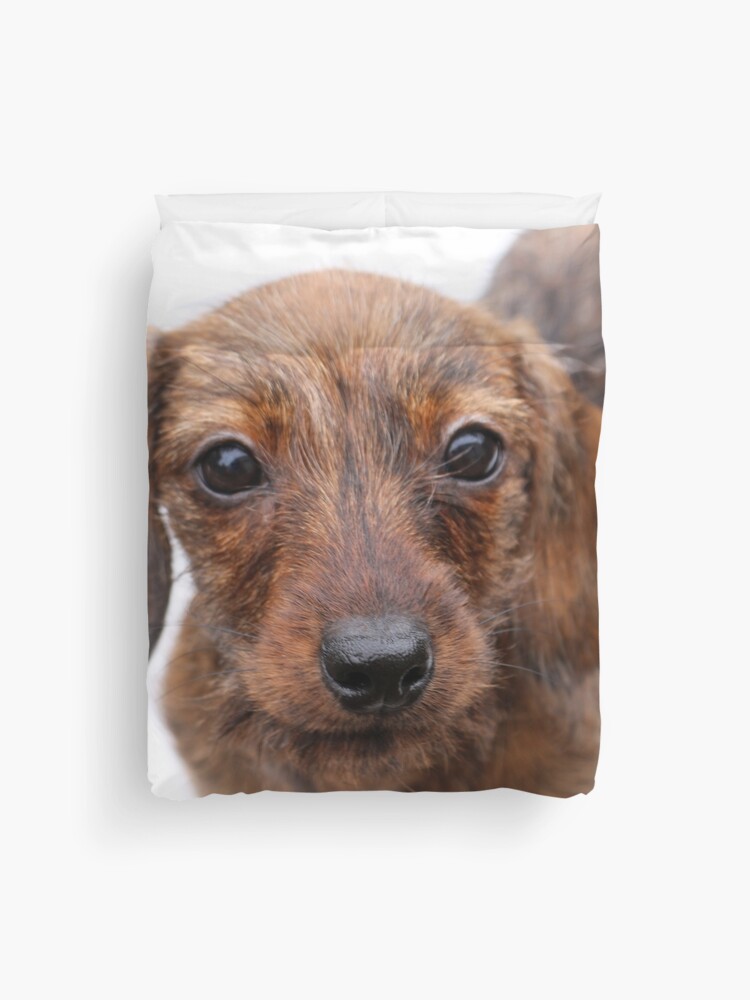 Dachshund Chiffon Cover Up Dachshund Chiffon Cover Up