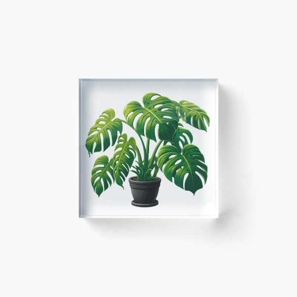 Item preview, Monstera Deliciosa, Potted Houseplant in Black Pot - No Outline designed and sold by Star-Fragment.