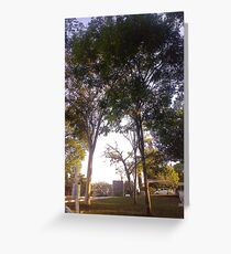 Trees Greeting Card