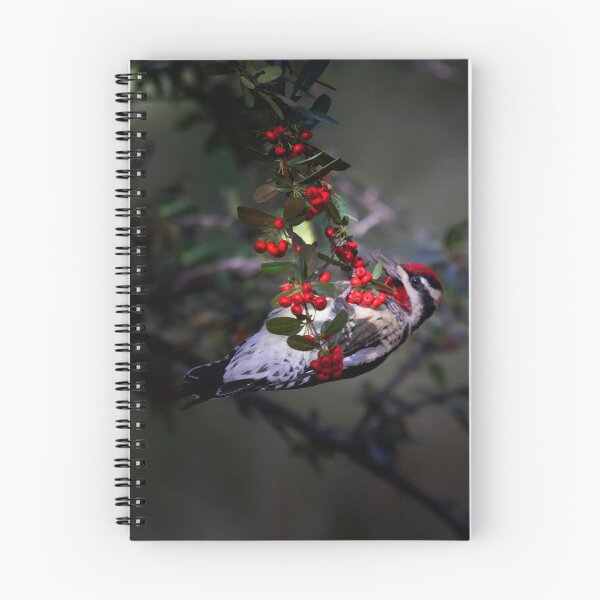 Item preview, Red-naped sapsucker with berries designed and sold by Ruth Jolly.