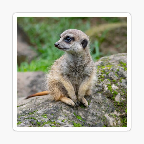 Item preview, Baby Meerkat designed and sold by Artsemg.