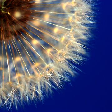 Artwork thumbnail, Nature's Ferris Wheel by Pamela Bates