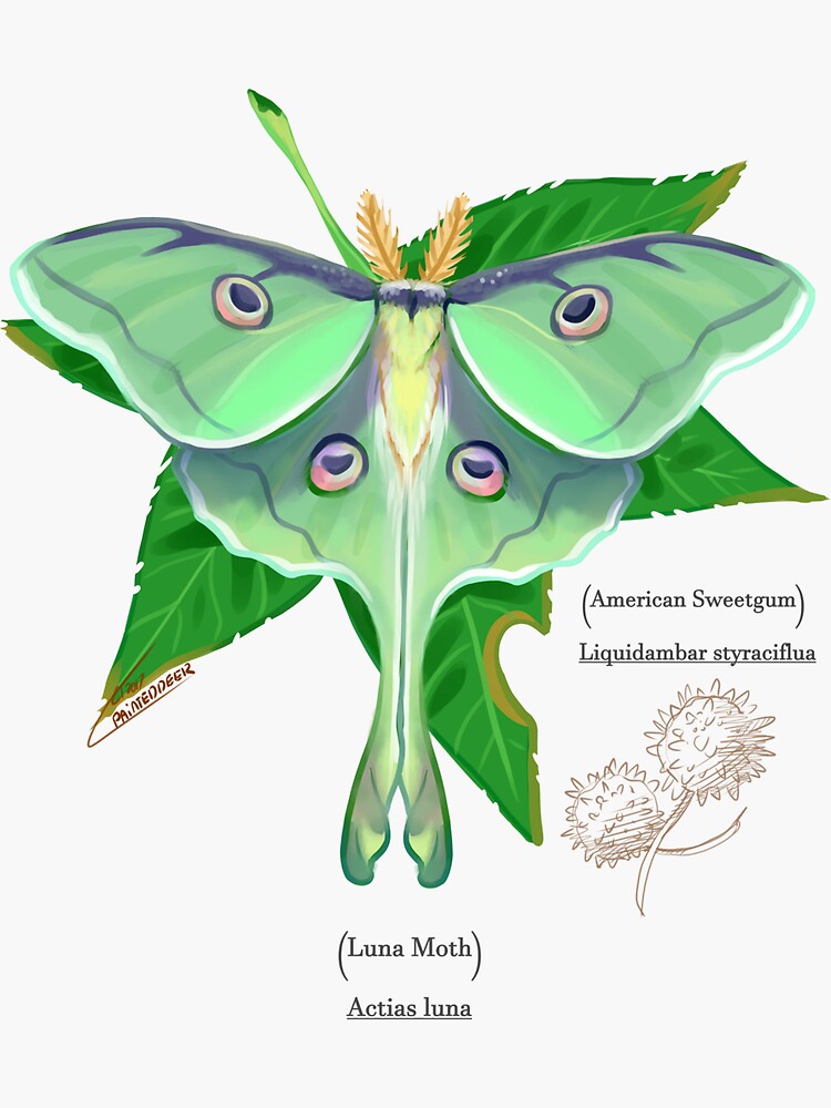 Luna Moth Waterproof Vinyl Sticker