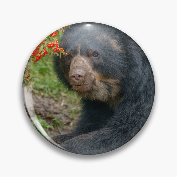 Item preview, Spectacled Bear Lounging by Red Berries designed and sold by rawshutterbug.
