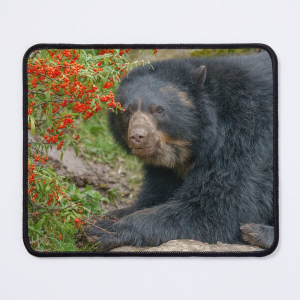 Item preview, Spectacled Bear Lounging by Red Berries designed and sold by rawshutterbug.