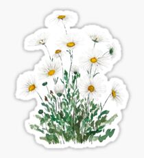 weißes Margaret-Gänseblümchenaquarell Sticker