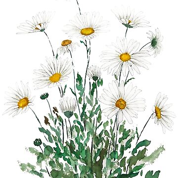 Artwork thumbnail, hand painted white Margaret daisy watercolor by ColorandColor