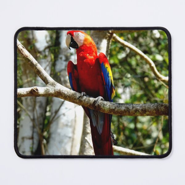 Item preview, Large parrot, Copán Ruinas site in Honduras designed and sold by franck380.