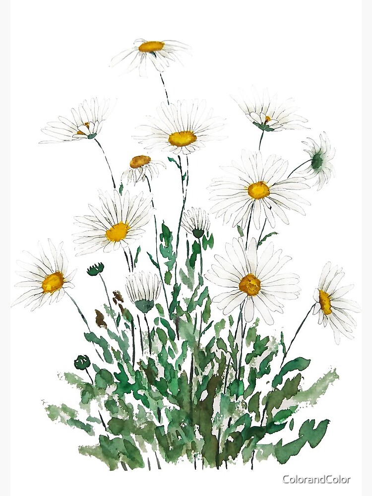 white Margaret daisy watercolor by ColorandColor