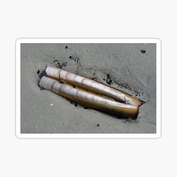 Item preview, Razor Clam designed and sold by Calidris Fotografie Steffi & Ben Köppler.