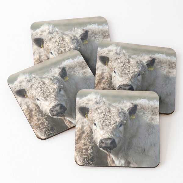 Item preview, Galloway calves designed and sold by Calidris Fotografie Steffi & Ben Köppler.