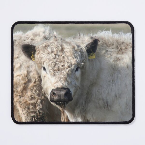 Item preview, Galloway calves designed and sold by Calidris Fotografie Steffi & Ben Köppler.